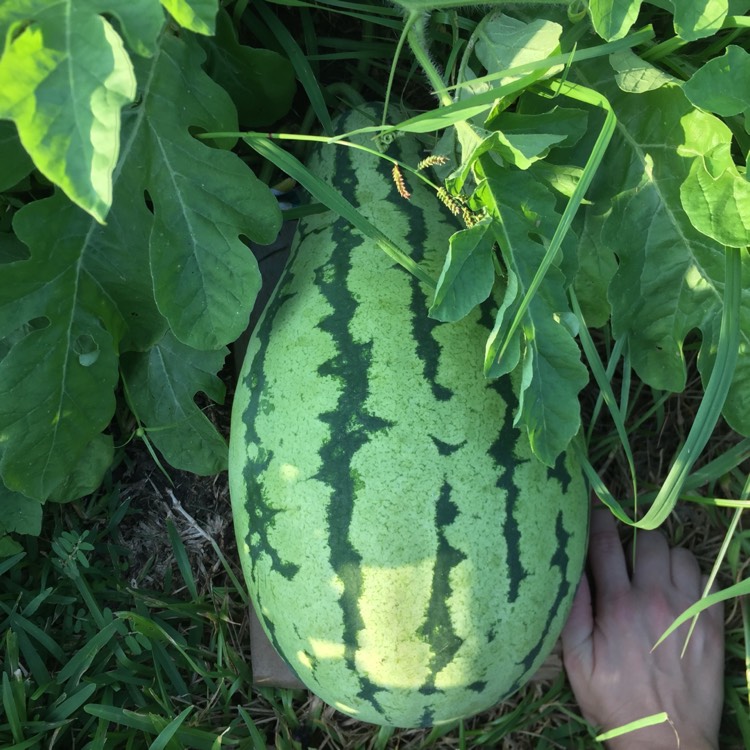 plant image 840344 plant image 840344