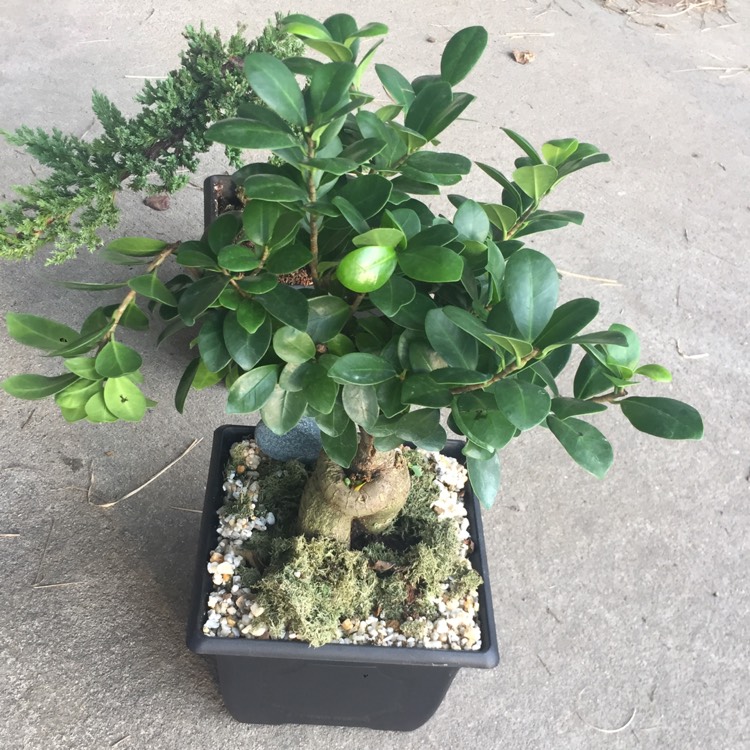 Plant image Ficus Panda