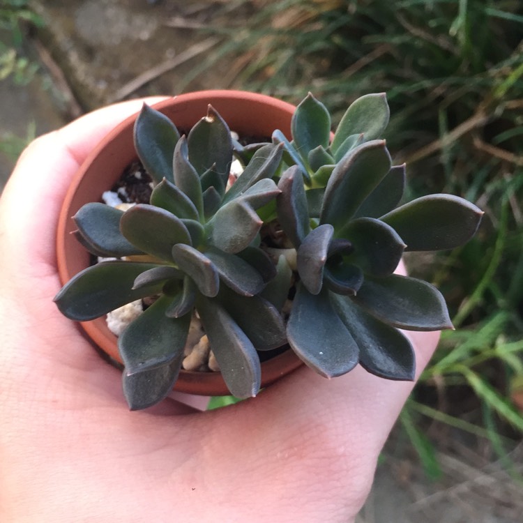 plant image 855449 plant image 855449