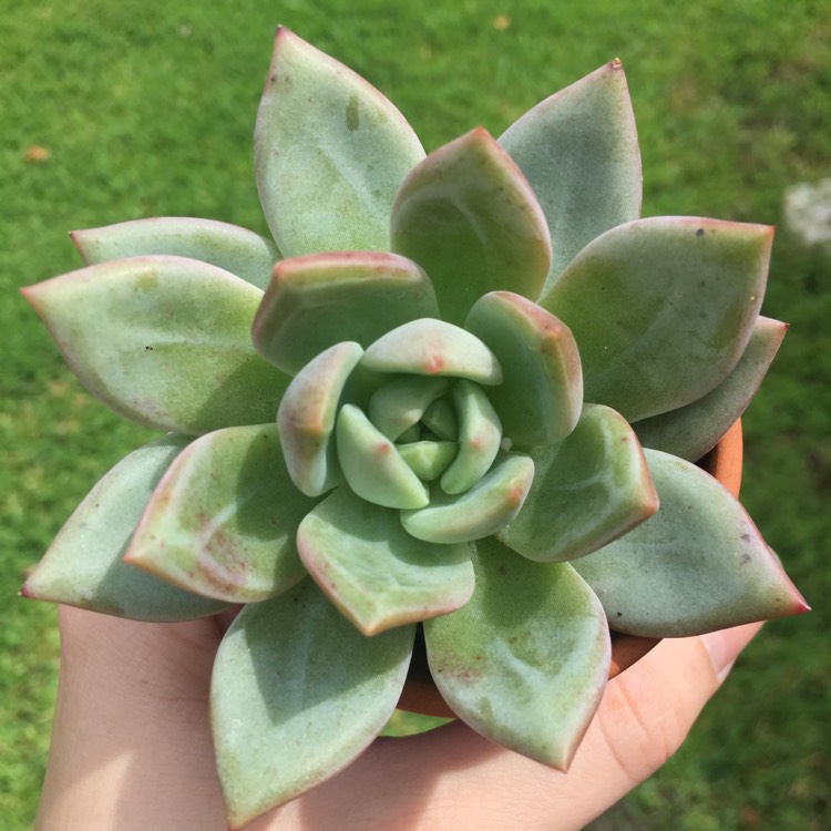 plant image 855983 plant image 855983