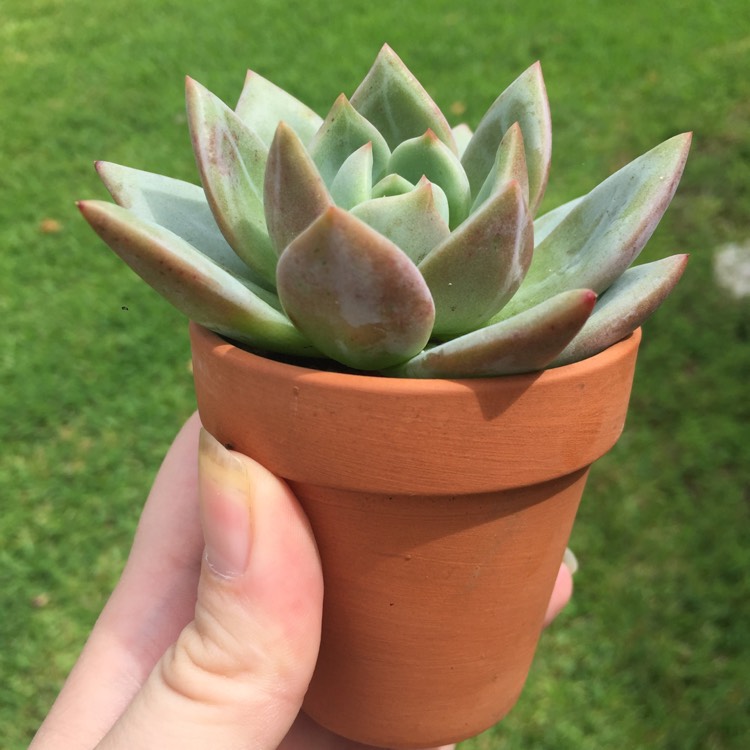 plant image 855985 plant image 855985