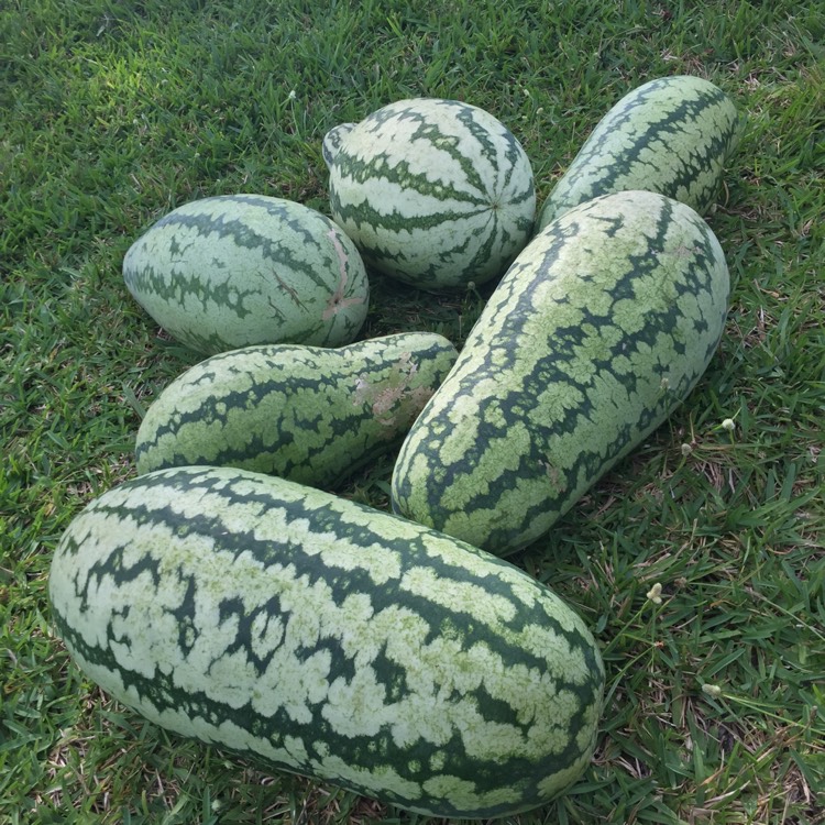 plant image 869445 plant image 869445
