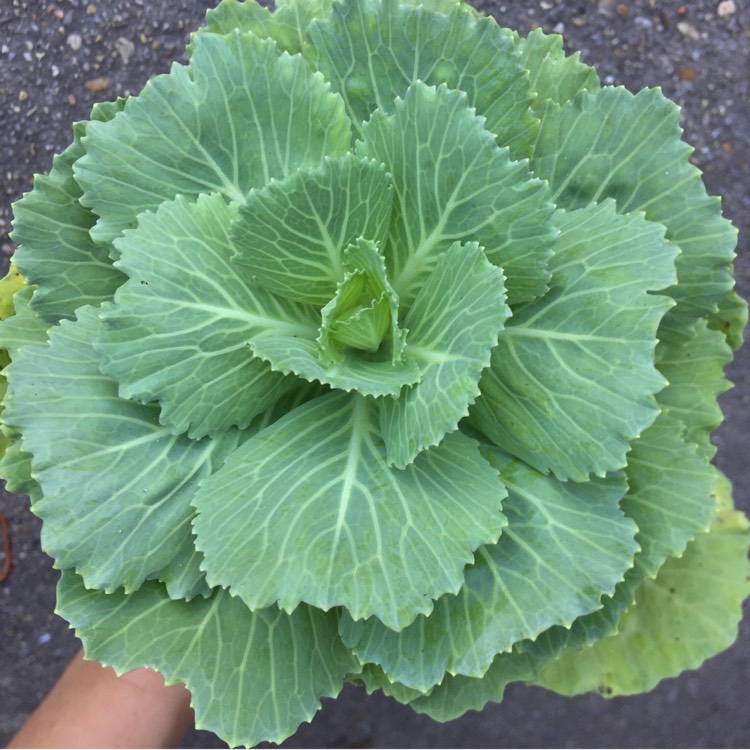 plant image 870283 plant image 870283