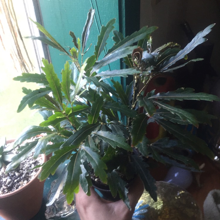 plant image 870336