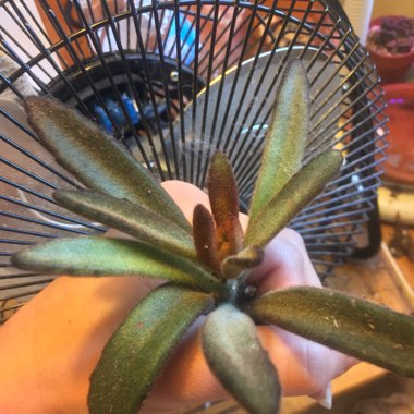 Kalanchoe Tomentosa Cinnamon