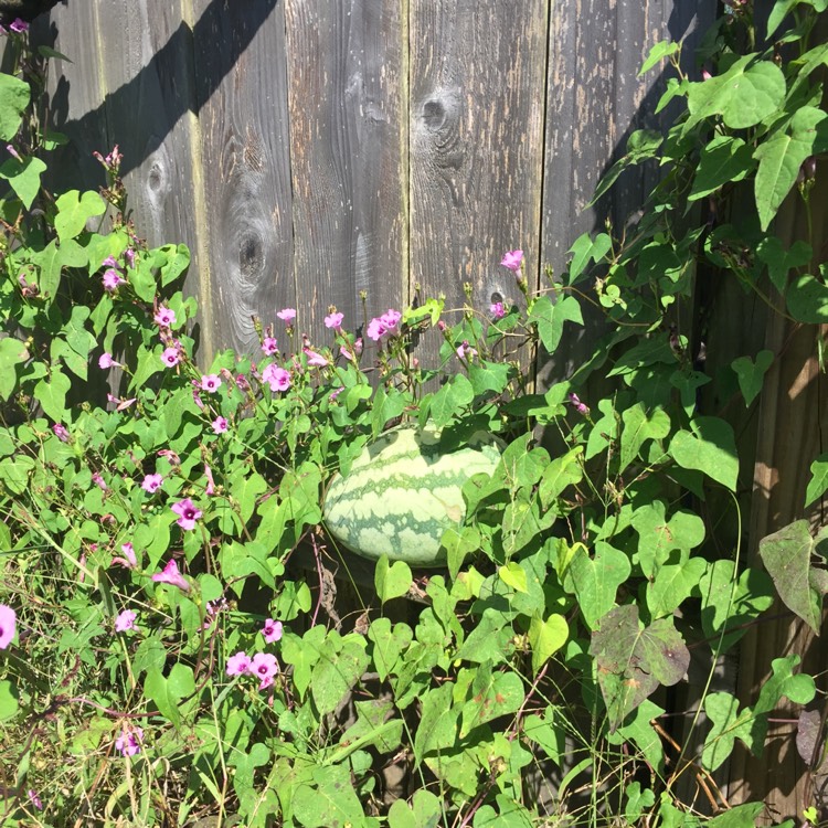 plant image 875483 plant image 875483