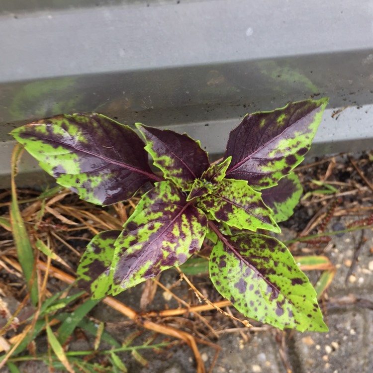 Plant image Ocimum basilicum
