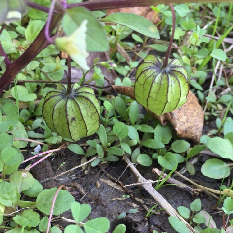Plant image Physalis Peruviana 'Golden Gem'