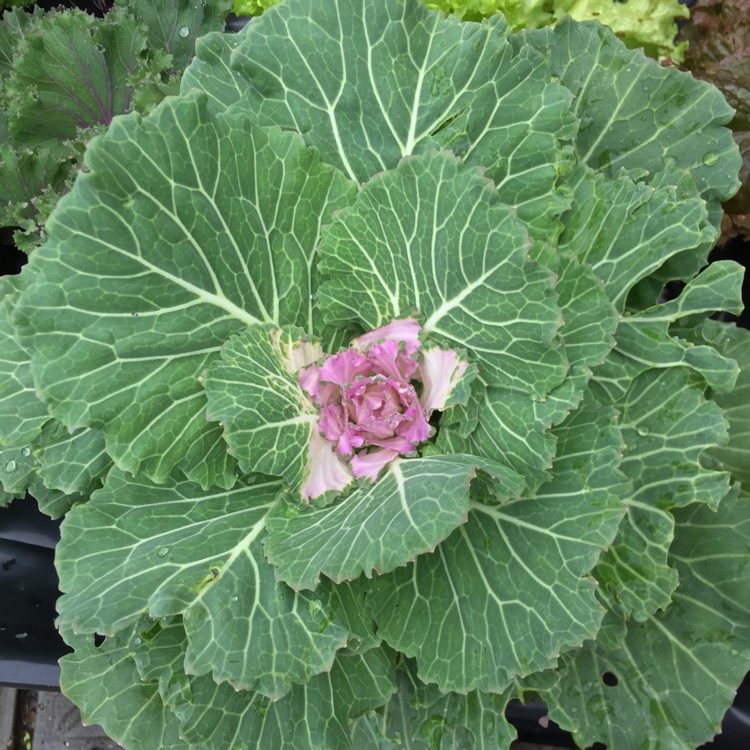 plant image 898653 plant image 898653