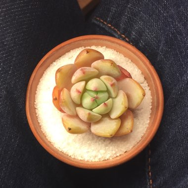 Echeveria Prism