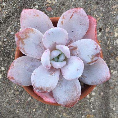 Echeveria laui