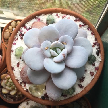 Echeveria Cream Tea 