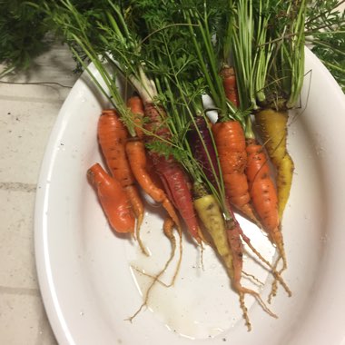 Daucus carota subsp. sativus