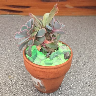 Echeveria Neon Breakers