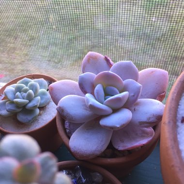 Echeveria laui
