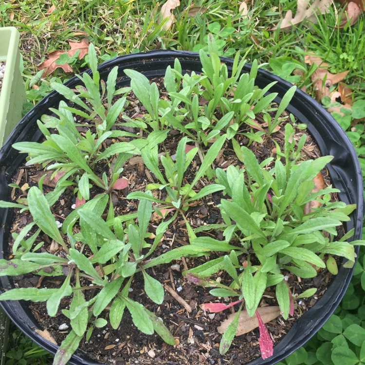 plant image 923827