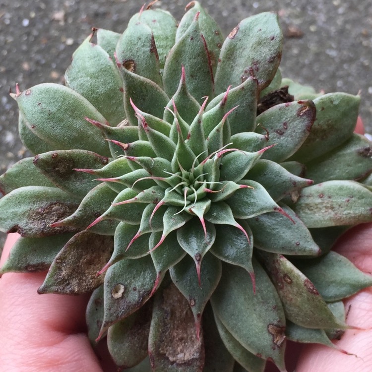 plant image 924351 plant image 924351
