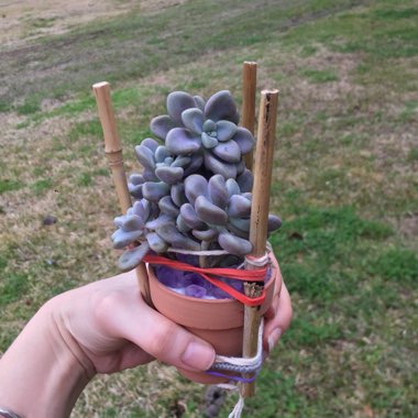 Graptopetalum Ellen