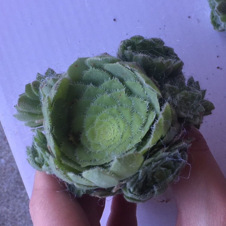 Plant image Aeonium Hime Meikyou