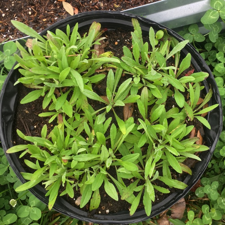 plant image 938426