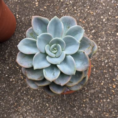 x Pachyveria Orpet