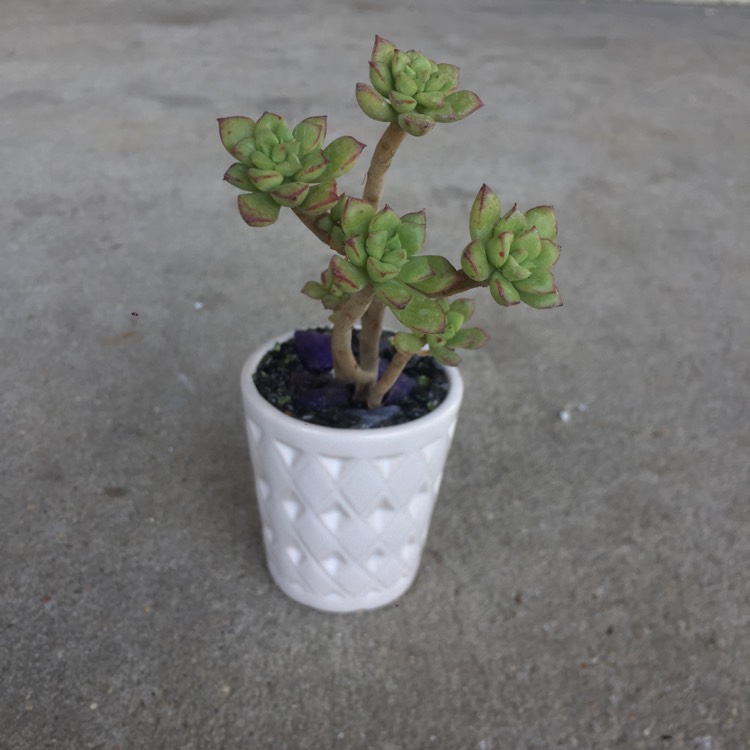 plant image 963600