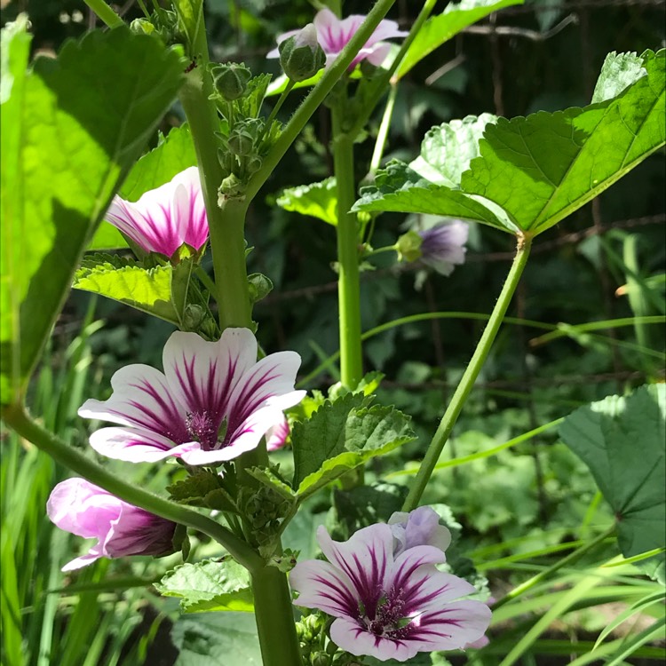 Plant image Malva Sylvestris 'Zebrina' syn. Alcea rosea 'Zebrina'