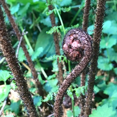 Cinnamon Fern