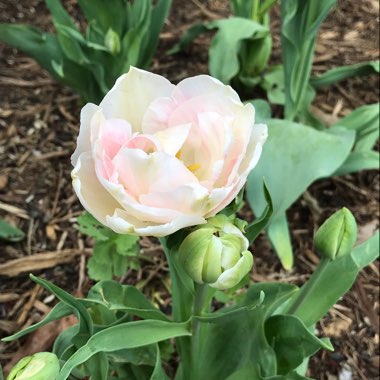 Tulip