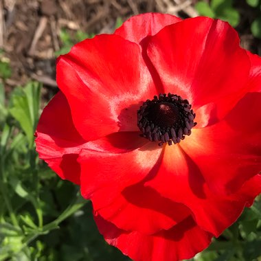 Ranunculus