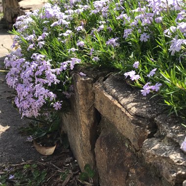Moss Phlox