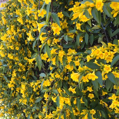 Gelsemium Sempervirens