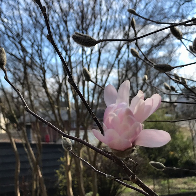 Plant image Magnolia stellata 'Rosea'