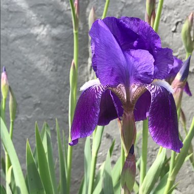 Siberian Iris
