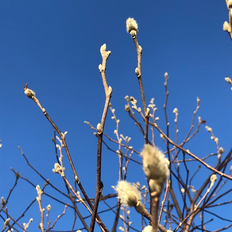 Plant image Magnolia stellata 'Rosea'