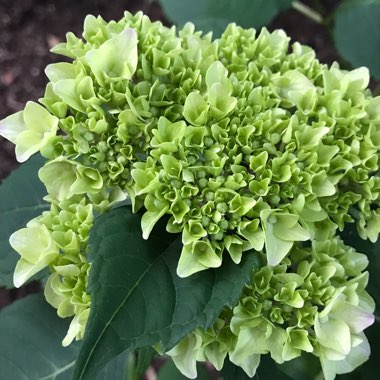 Hydrangea