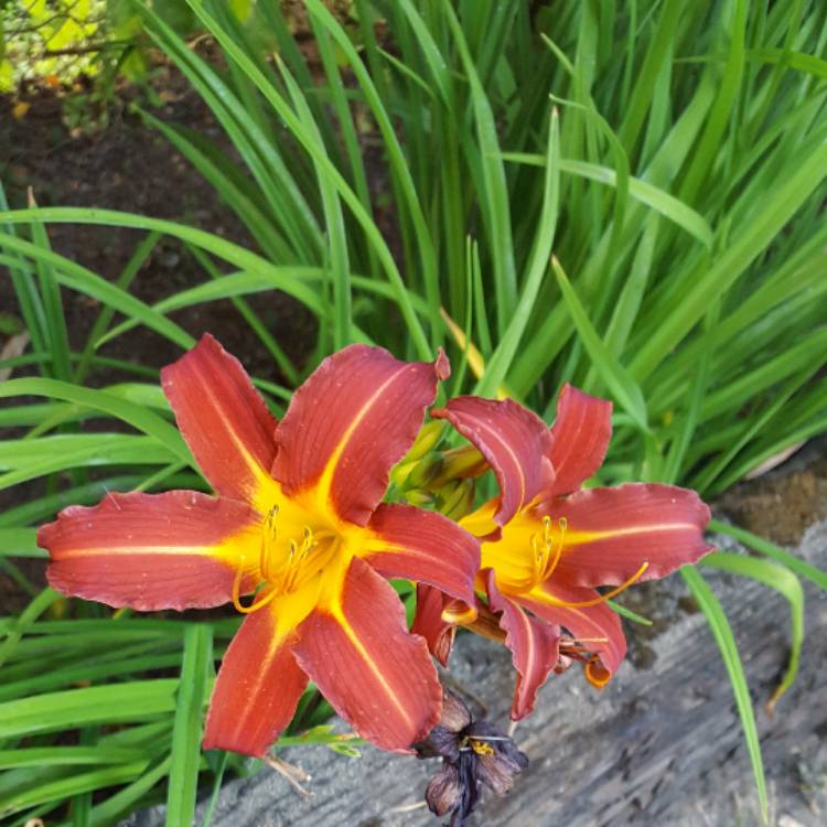 plant image 491263