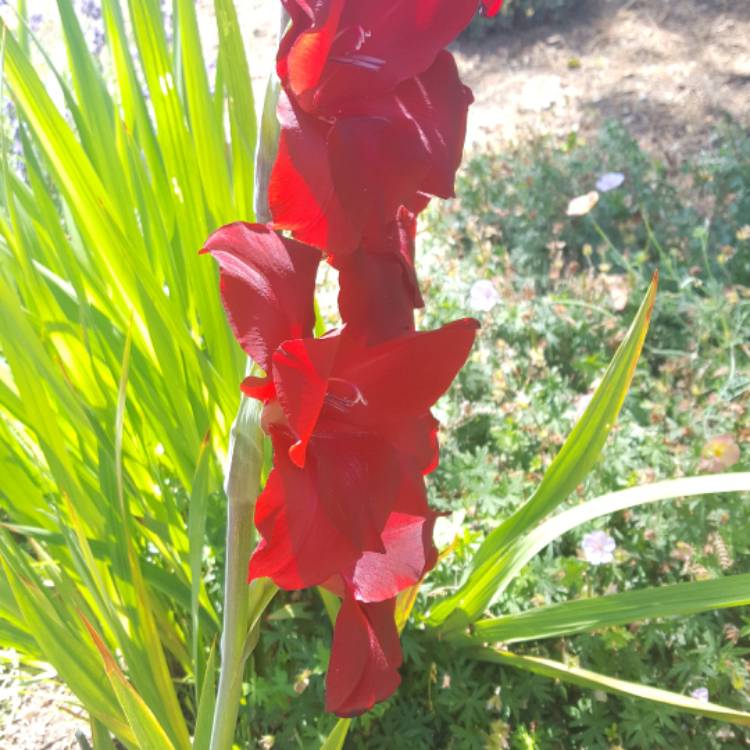 Plant image Gladiolus dalenii 'Red'