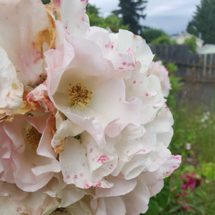 Plant image Rosa 'Sally Holmes'
