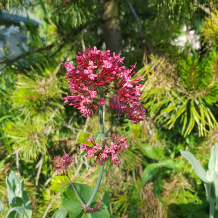 Plant image Centranthus ruber 'Albus'