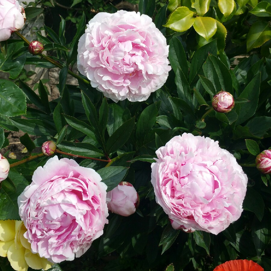 plant image 107566