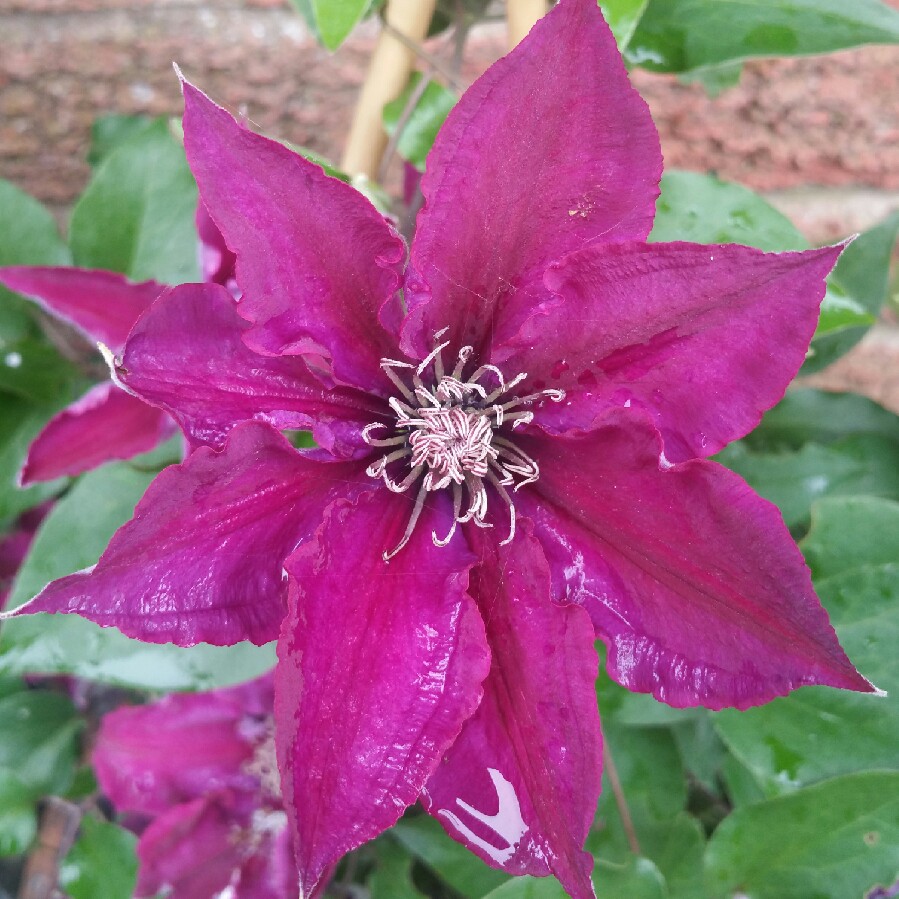 Plant image Clematis 'Picardy'™ evipo024