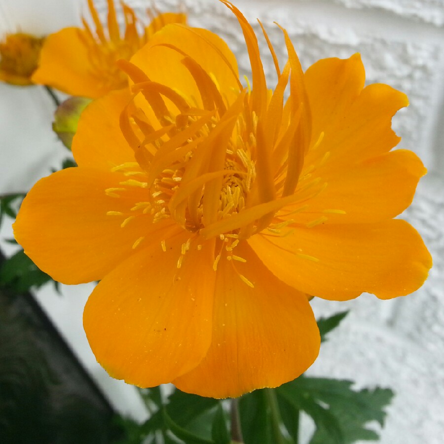 Plant image Trollius chinensis 'Golden Queen'