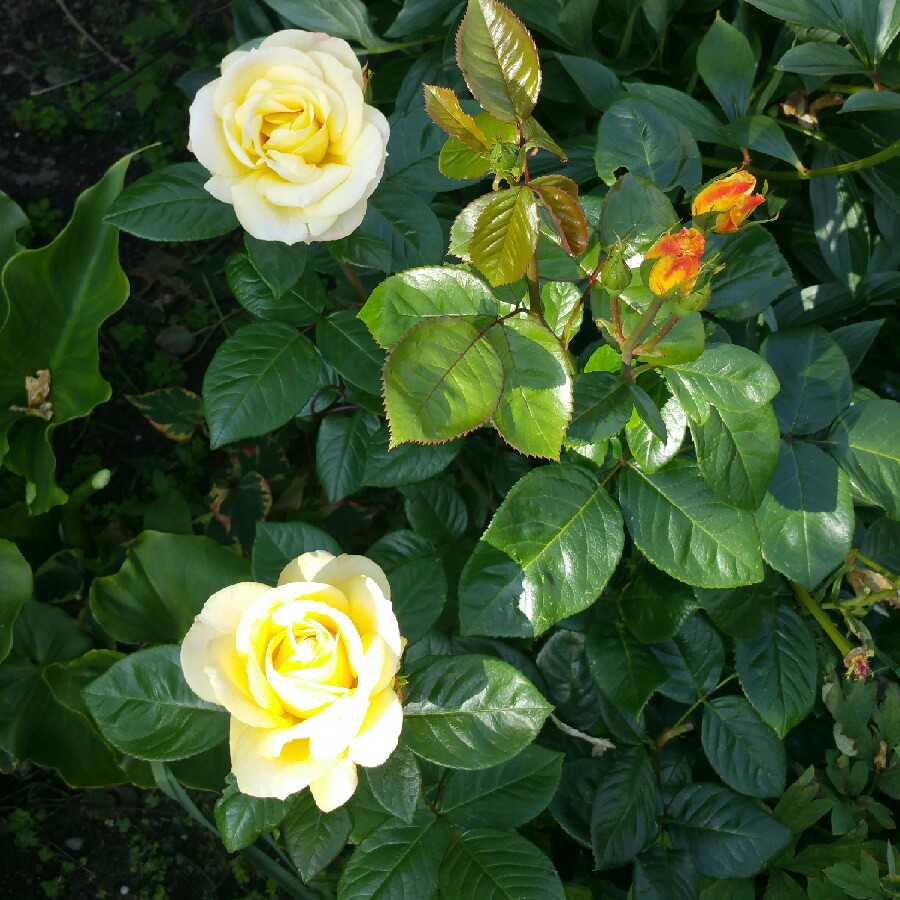Plant image Rosa 'Garden Princess'