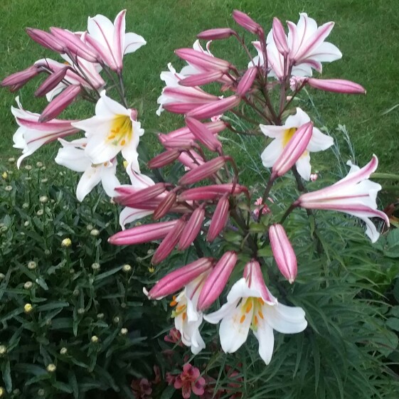 plant image 136104 plant image 136104