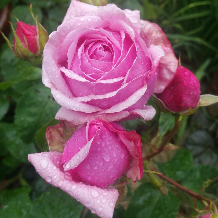 plant image 142787