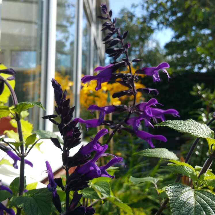 plant image 151890