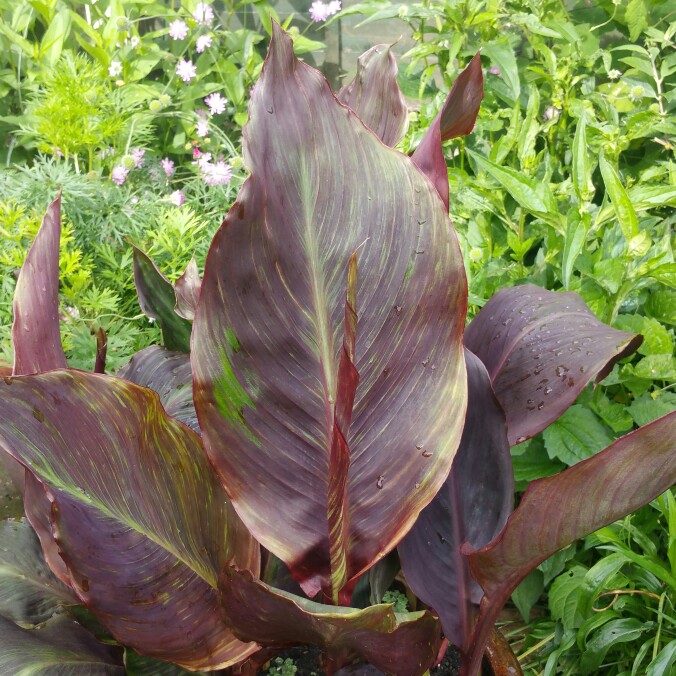 plant image 152750