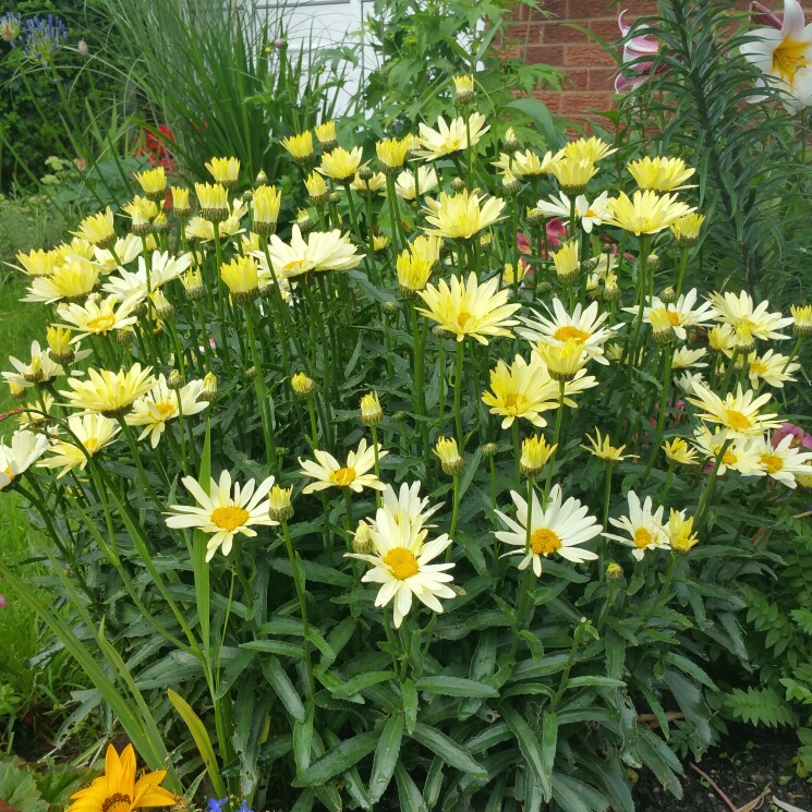 Leucanthemum x superbum 'Broadway Lights'