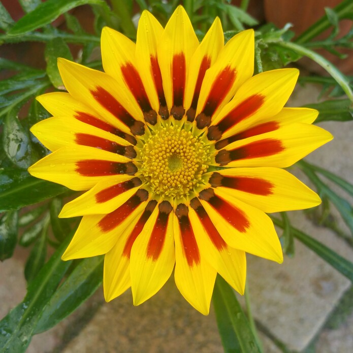 Plant image Gazania rigens Big Kiss 'Yellow Flame'